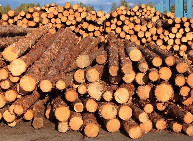 教您珍贵木材的识别方法